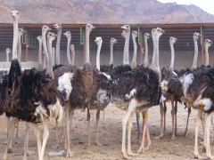 دستورالعمل های اجرایی  مراکز نگهداری و پرورش شتر مرغ
