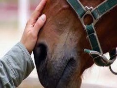 بیماری های مشترک اسب و انسان