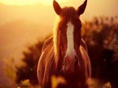انواع بیماری های تنفسی در اسب
