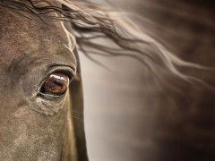 بیش از ۳۰۰ نژاد اسب در جهان