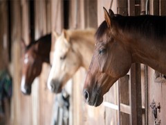 پرورش اسب:تضمین بازگشت سرمایه در گرو خرید نژاد مرغوب