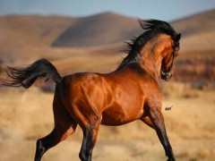 مقایسه اسب عرب و کرد