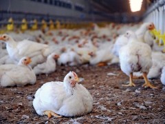 صنعت مرغداری در حال فروپاشی است/ تولیدکنندگان رغبتی برای جوجه‌ریزی ندارند