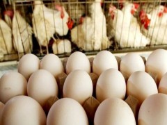 قطعا قیمت تخم‌مرغ افزایش خواهد یافت/ زیان ۱۳ تا ۱۵ هزار تومانی تولیدکنندگان به ازای هر کیلوگرم
